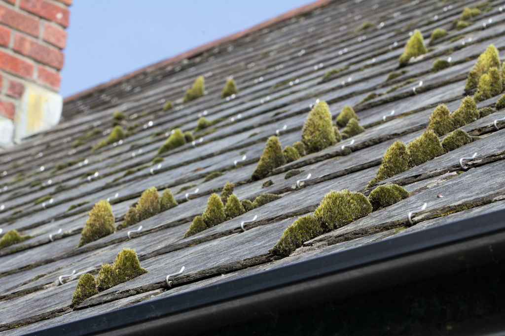 moss-growing-on-roof Tampa, FL